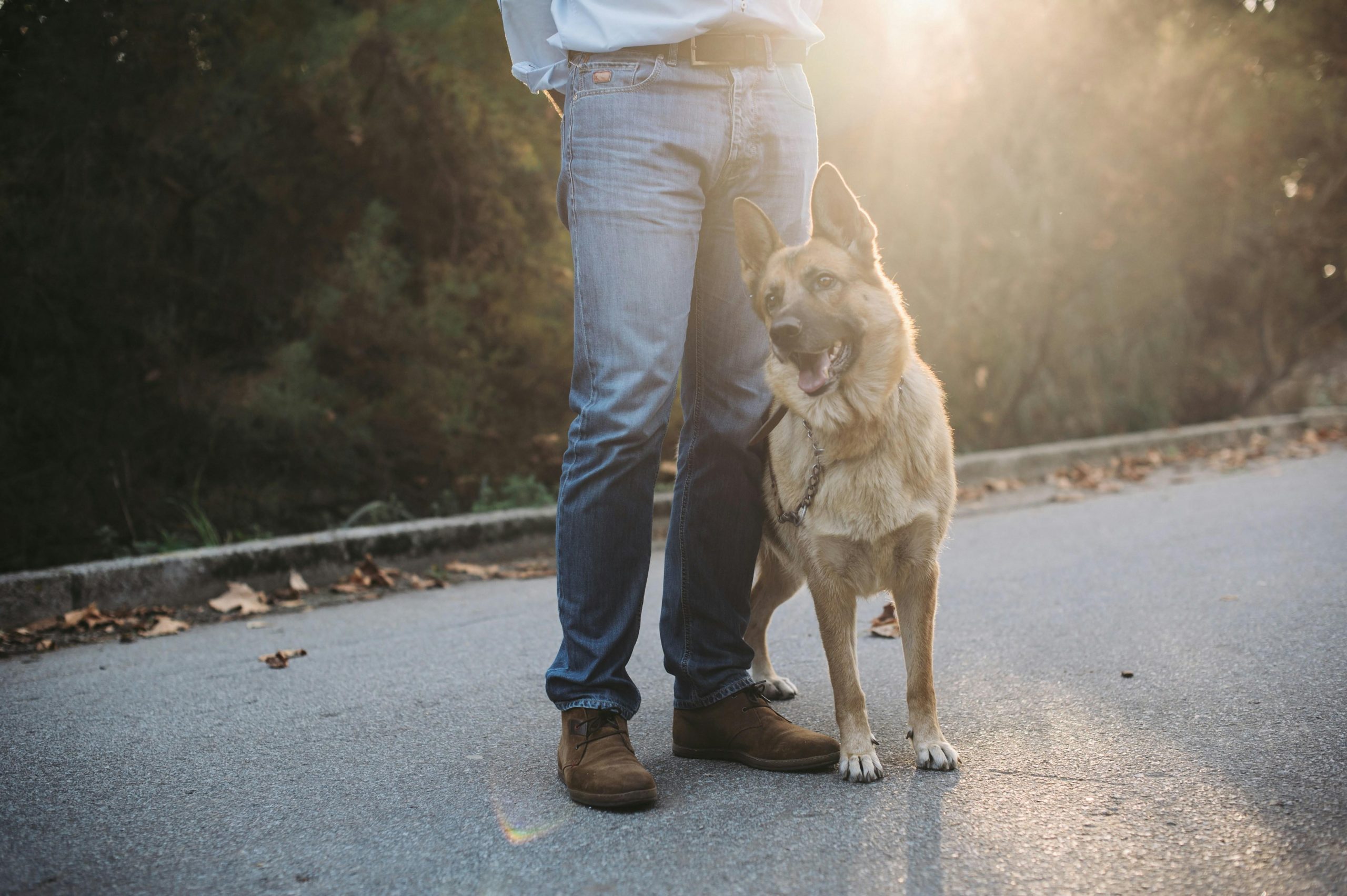 Teaching dogs to stay focused on commands despite distractions