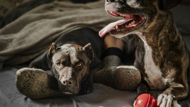 How to manage resource guarding behavior in dogs