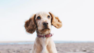 How to introduce a dog to new people without causing stress