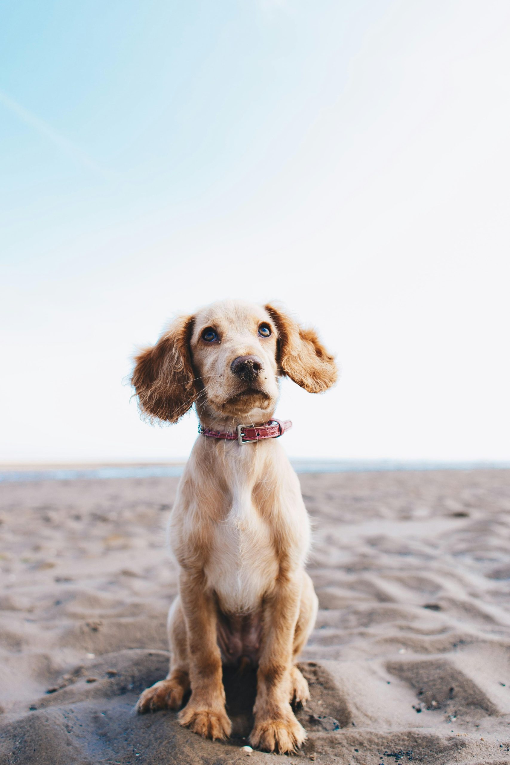 How to introduce a dog to new people without causing stress