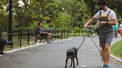 Can Pets Experience Complex Emotions Like Guilt or Shame