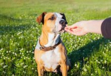 Can Advanced Dog Training Work Without Professional Help