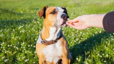 Can Advanced Dog Training Work Without Professional Help