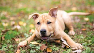 Why Some Dogs Develop Territorial Behavior and How to Fix It