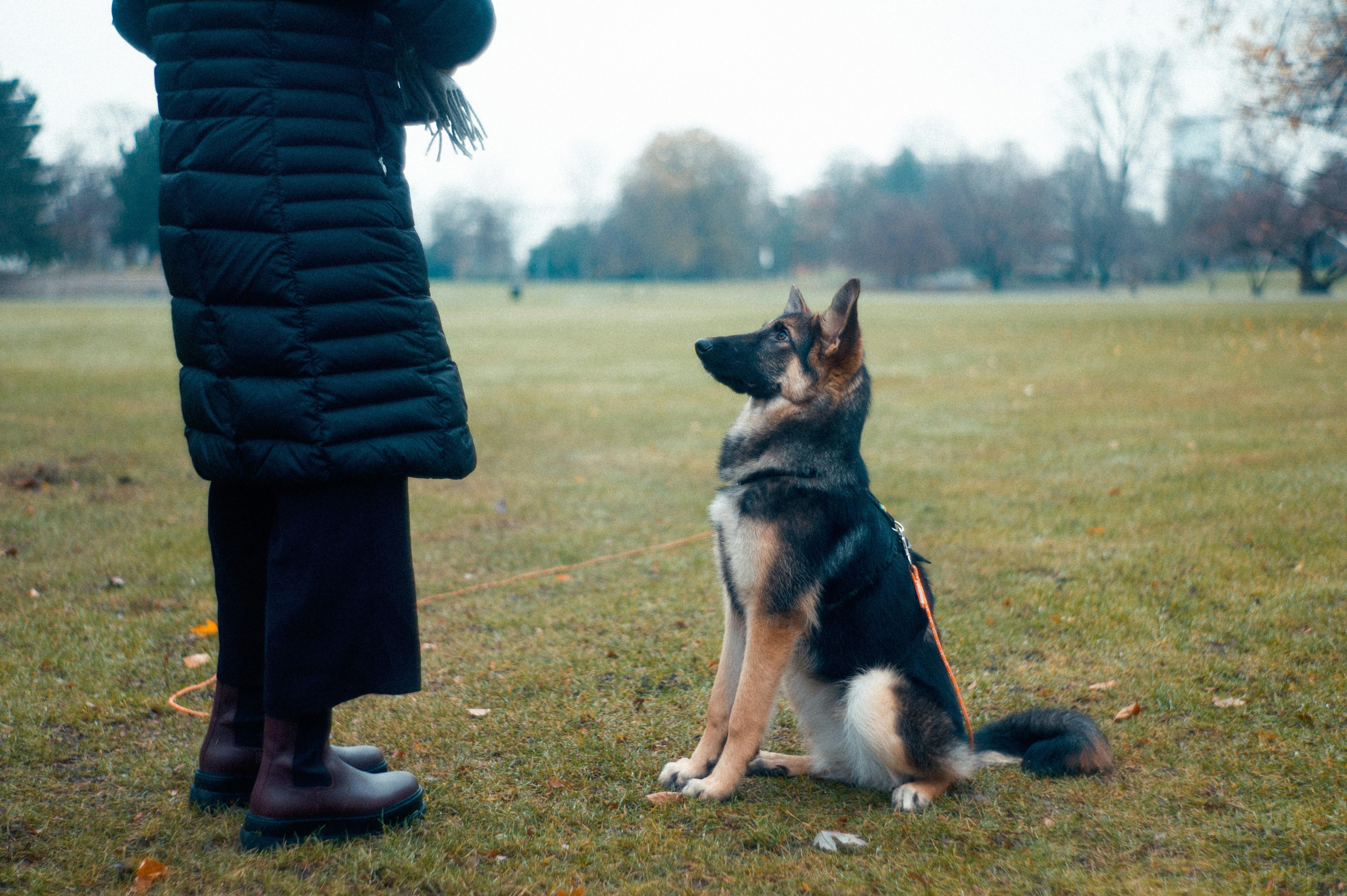 Choosing the Right Treats for Maximum Impact