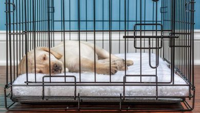 The Heated Debate on Crating vs. Free-Range Puppies