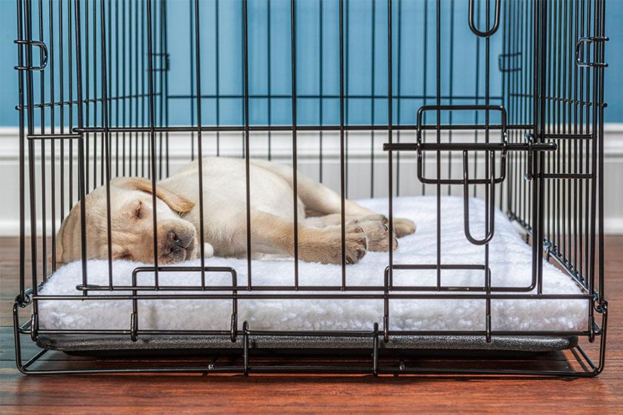 The Heated Debate on Crating vs. Free-Range Puppies