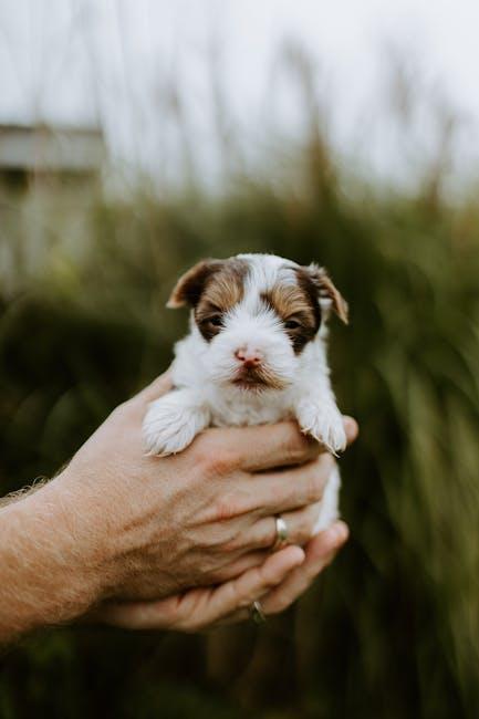 Potty training tips for difficult puppies