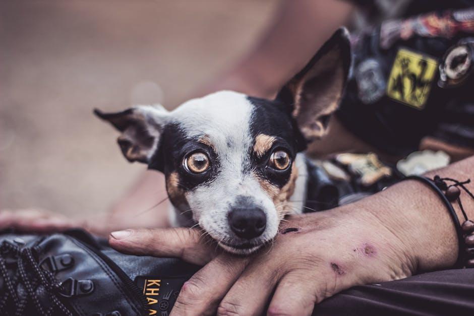 Real-Life Stories: Pets Responding to Human Emotions
