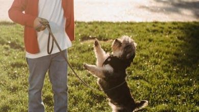 Can All Dogs Be Taught to Be Off-Leash Safe