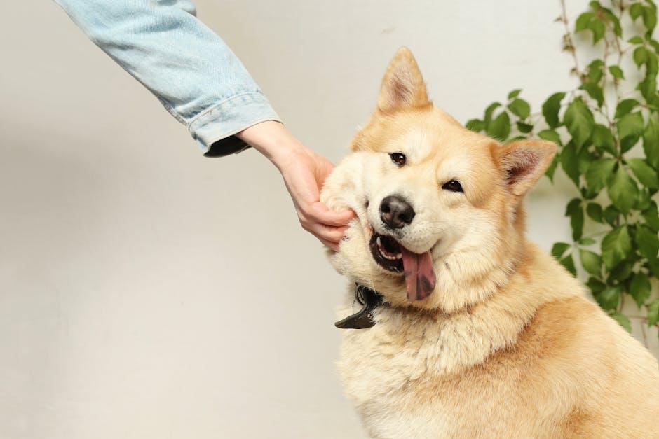 Understanding the Bond: Why Pets Crave Your Affection