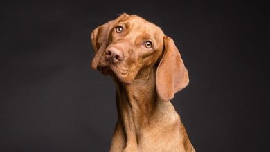 How to Stop Your Dog From Barking at the Door