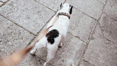 How to Correct Leash Aggression in Dogs