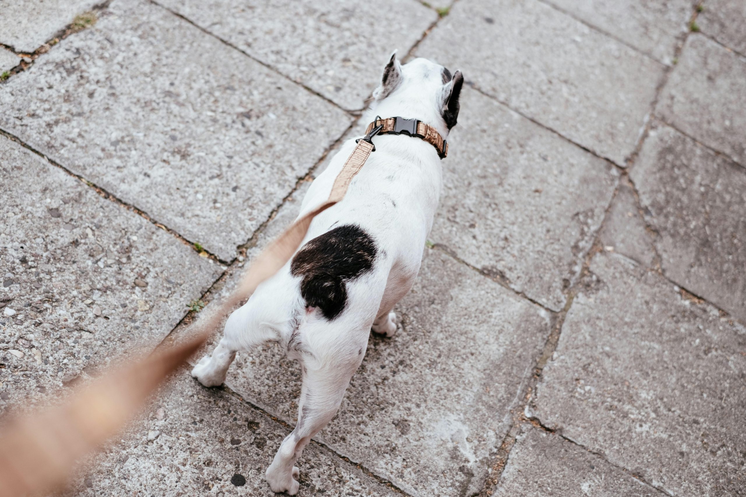 How to Correct Leash Aggression in Dogs