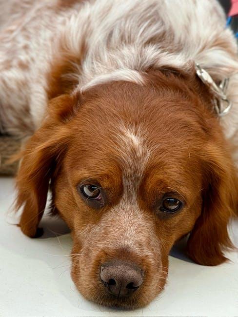 Evaluating the Suitability of Your Dog for Group Training Environments