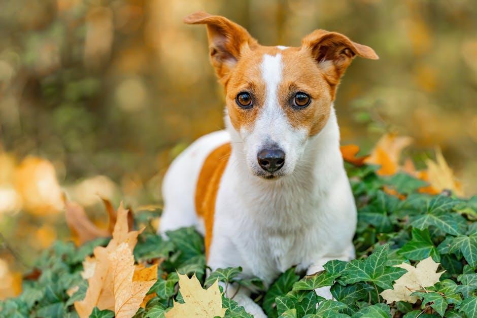 Teaching your puppy to stop nipping during play