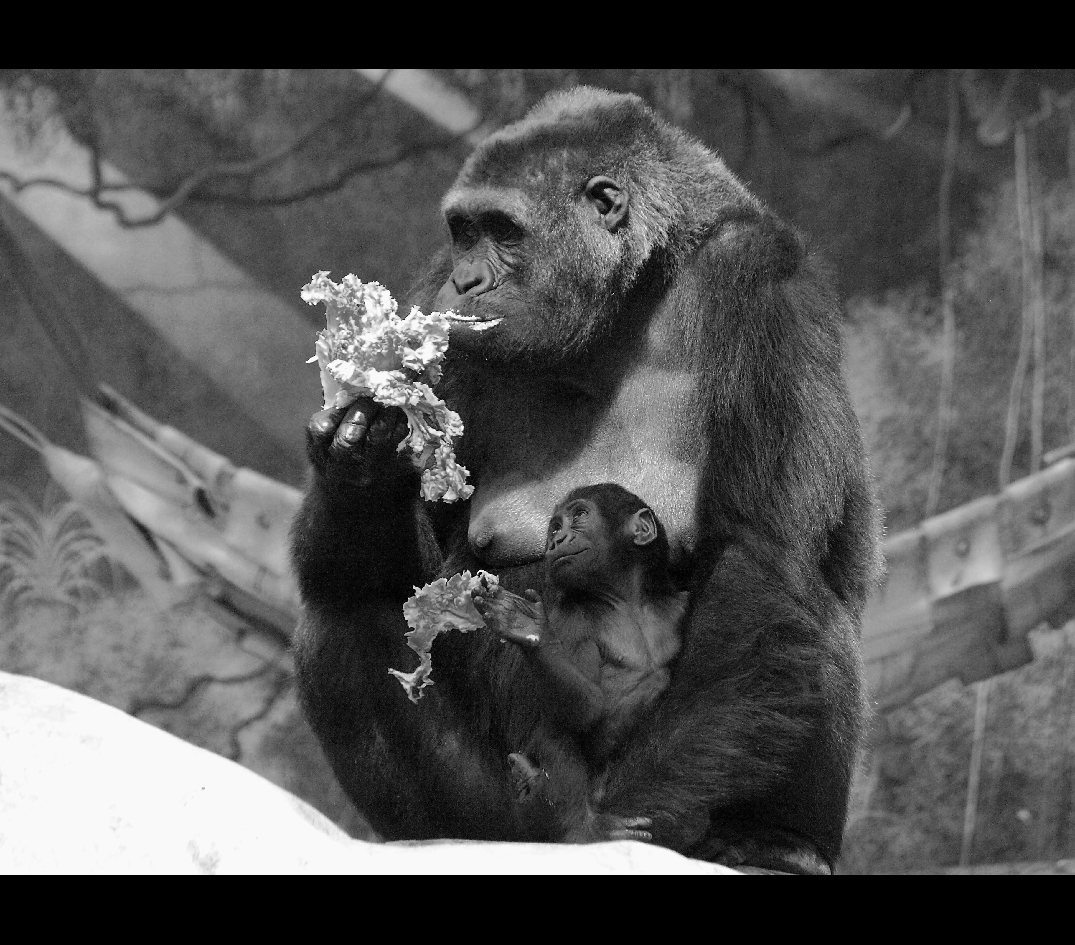 Implementing Structured Feeding Routines for Better Behavior