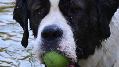 Should Dogs Be Exposed to Crowds at a Young Age