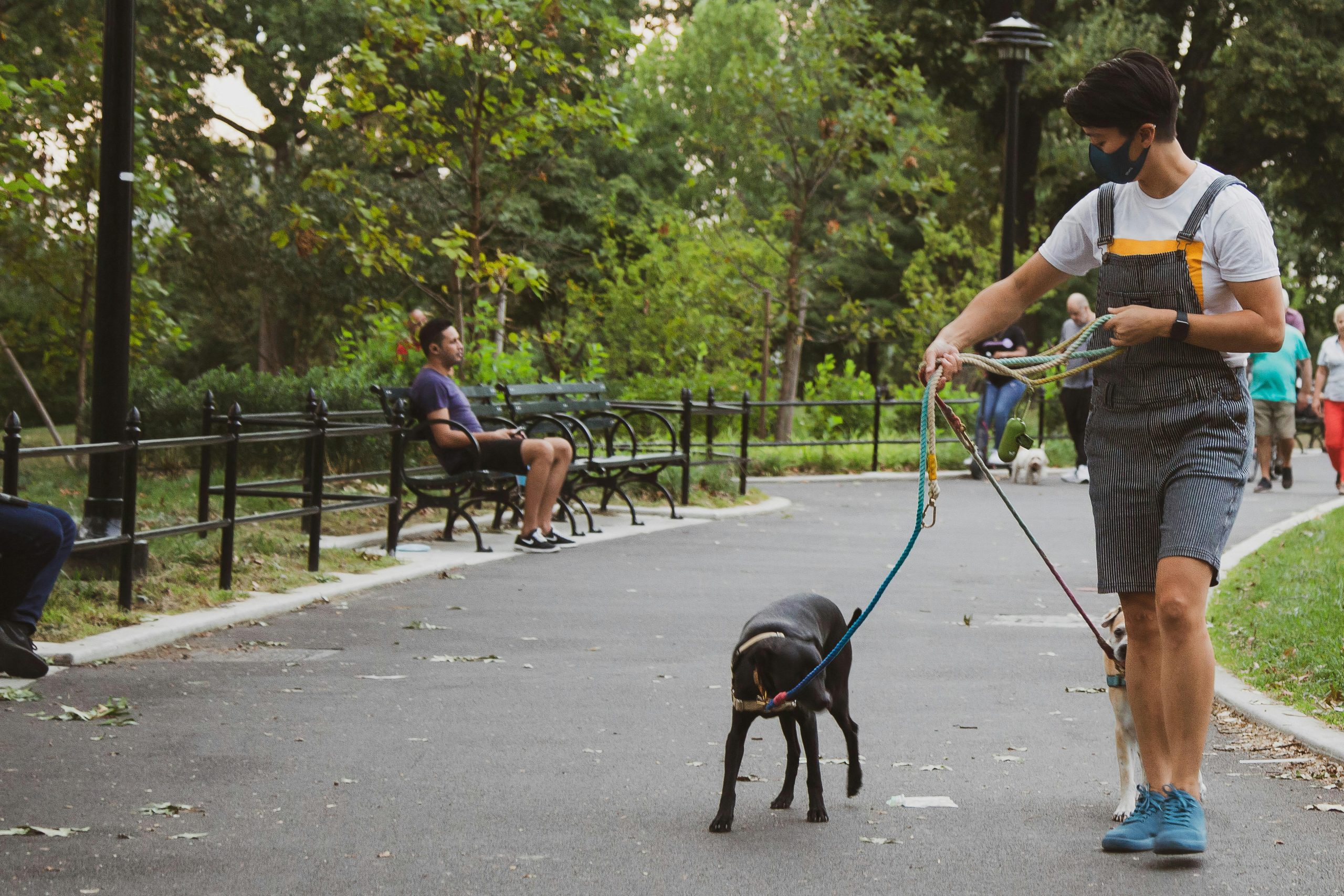 Why do some pets have a fear of strangers: a psychological analysis