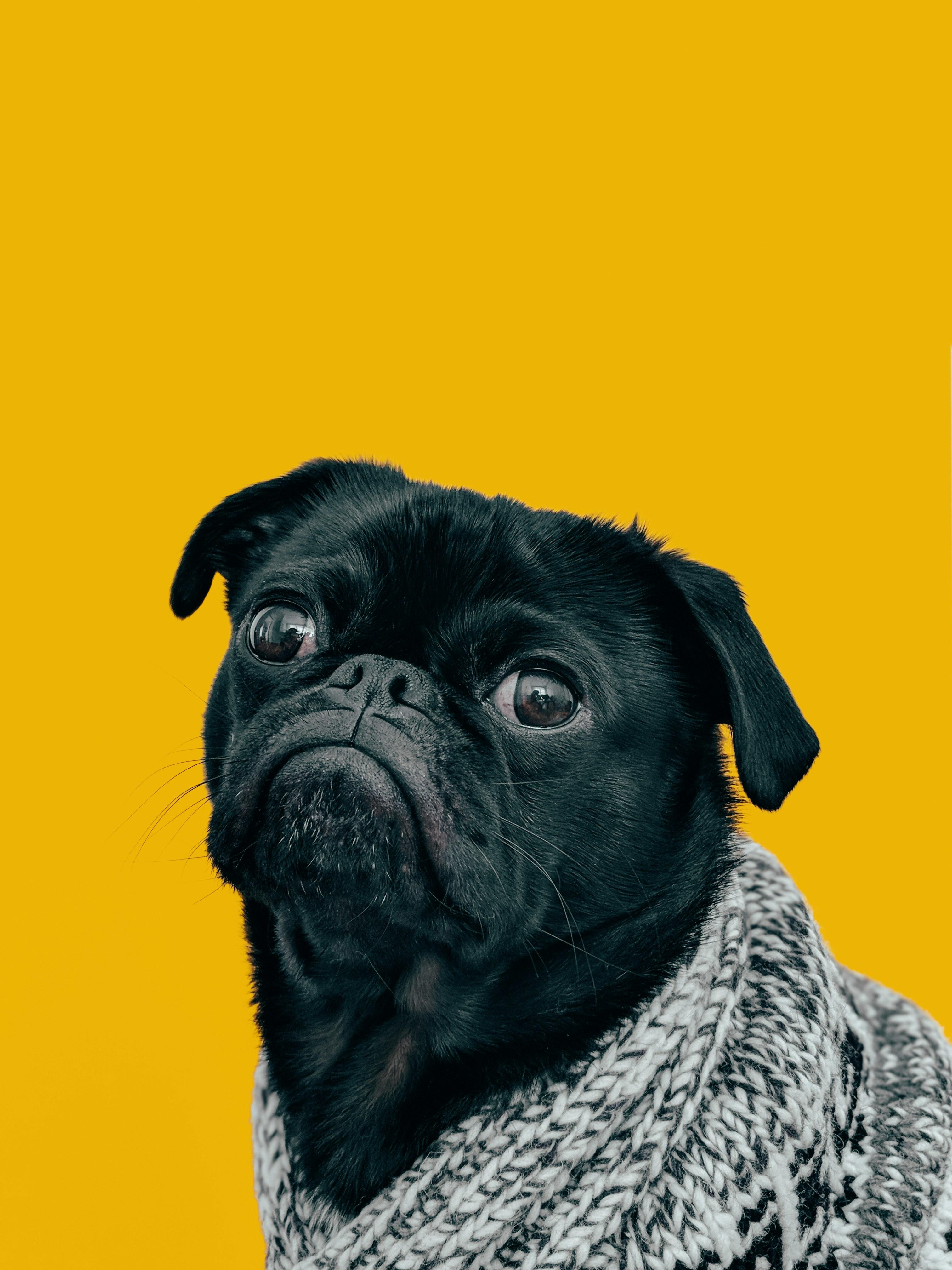 Nurturing Social Behavior in Your Pet