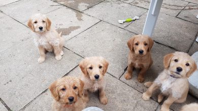 Training puppies to stop jumping on people