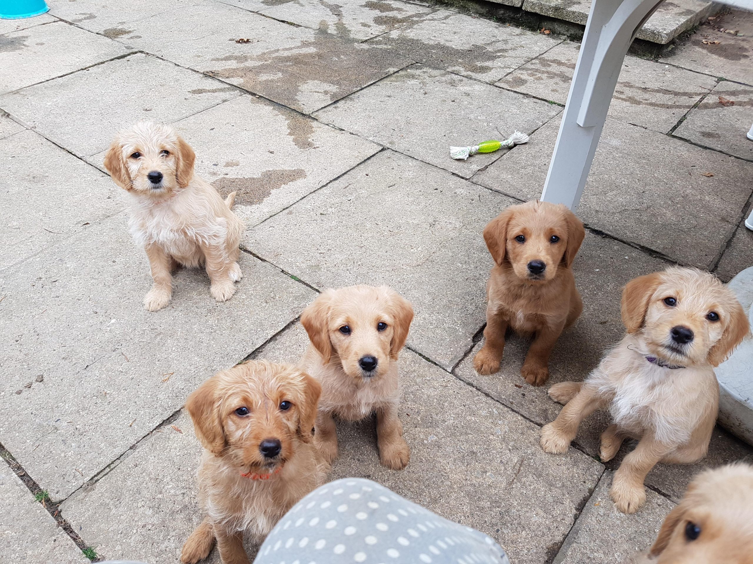 Training puppies to stop jumping on people