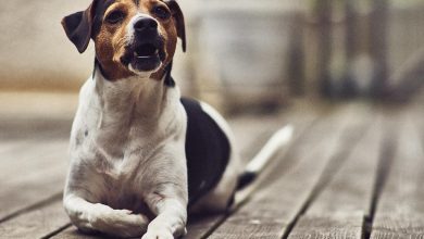 How to stop a dog from barking at every noise