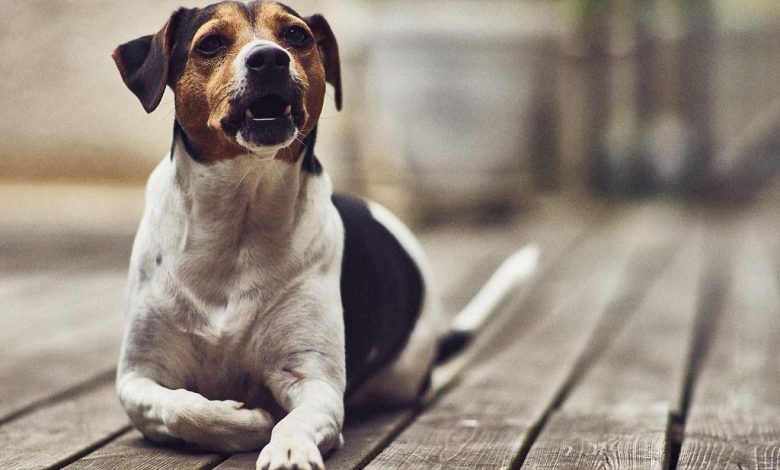 How to stop a dog from barking at every noise