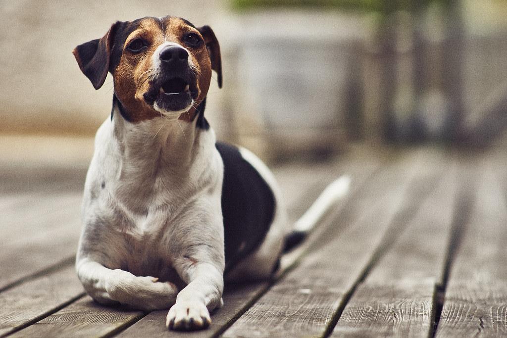 How to stop a dog from barking at every noise