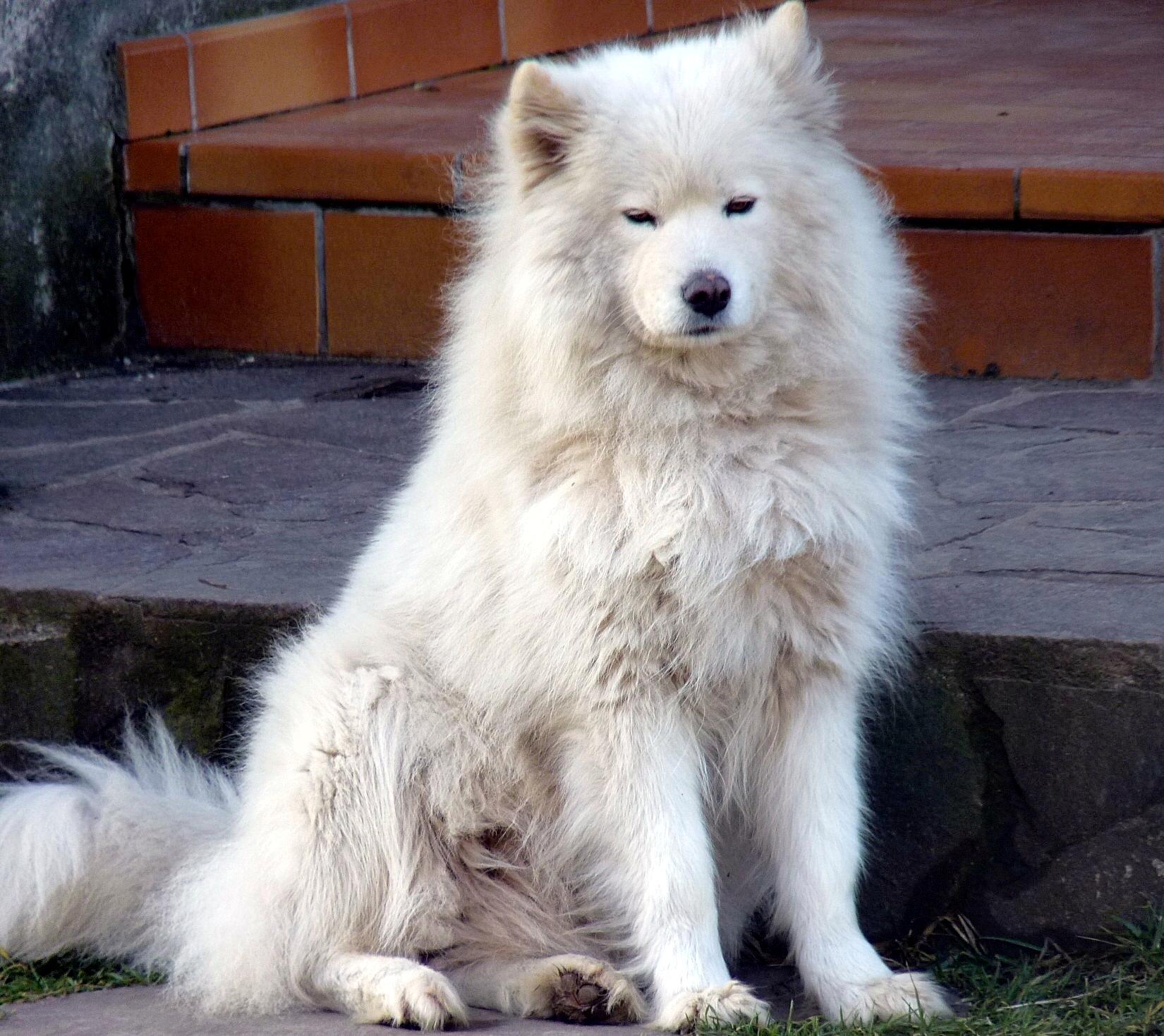 Can Dogs with Aggressive Tendencies Ever Be Trusted Off-Leash