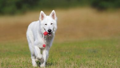 How to train a dog to stop barking at the door