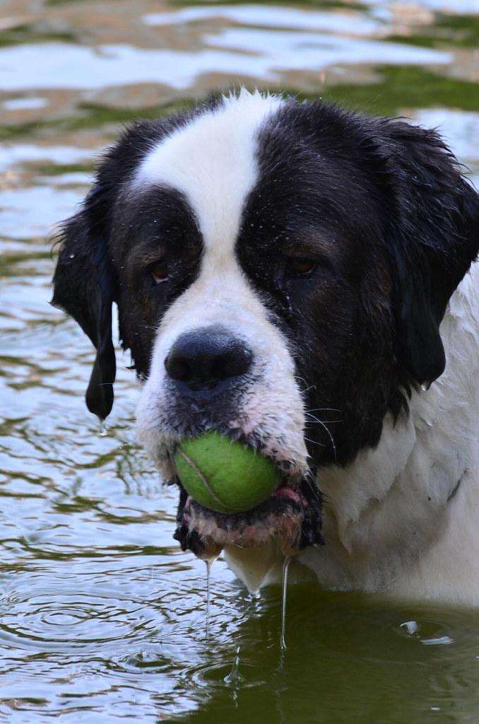 Should Dogs Be Trained to Ignore Other Animals Altogether