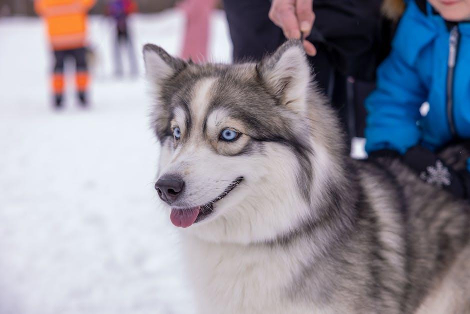 Creating a Safe Environment: Tips for Building Your Dogs Confidence