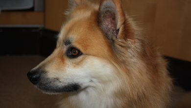 How to Calm a Dog That Is Scared of Thunderstorms