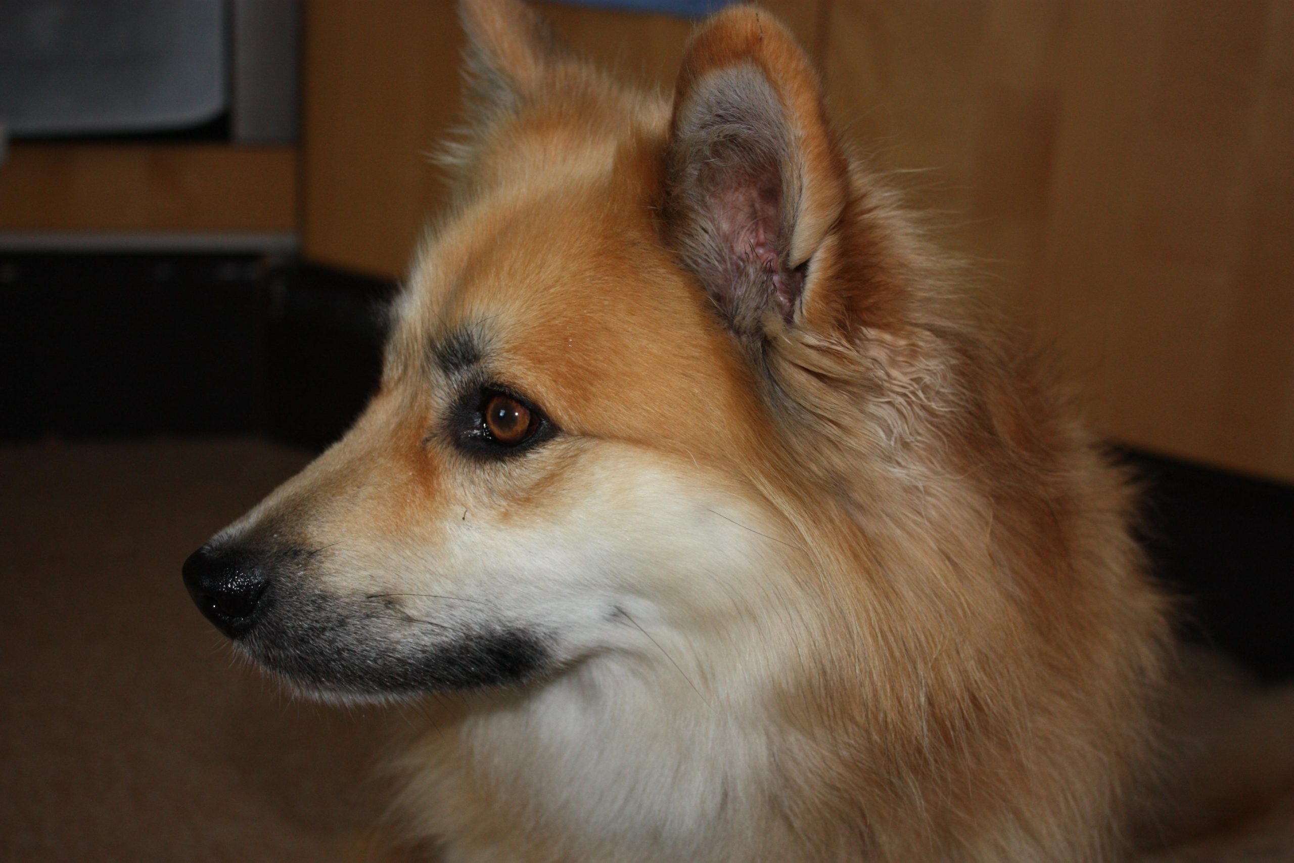 How to Calm a Dog That Is Scared of Thunderstorms