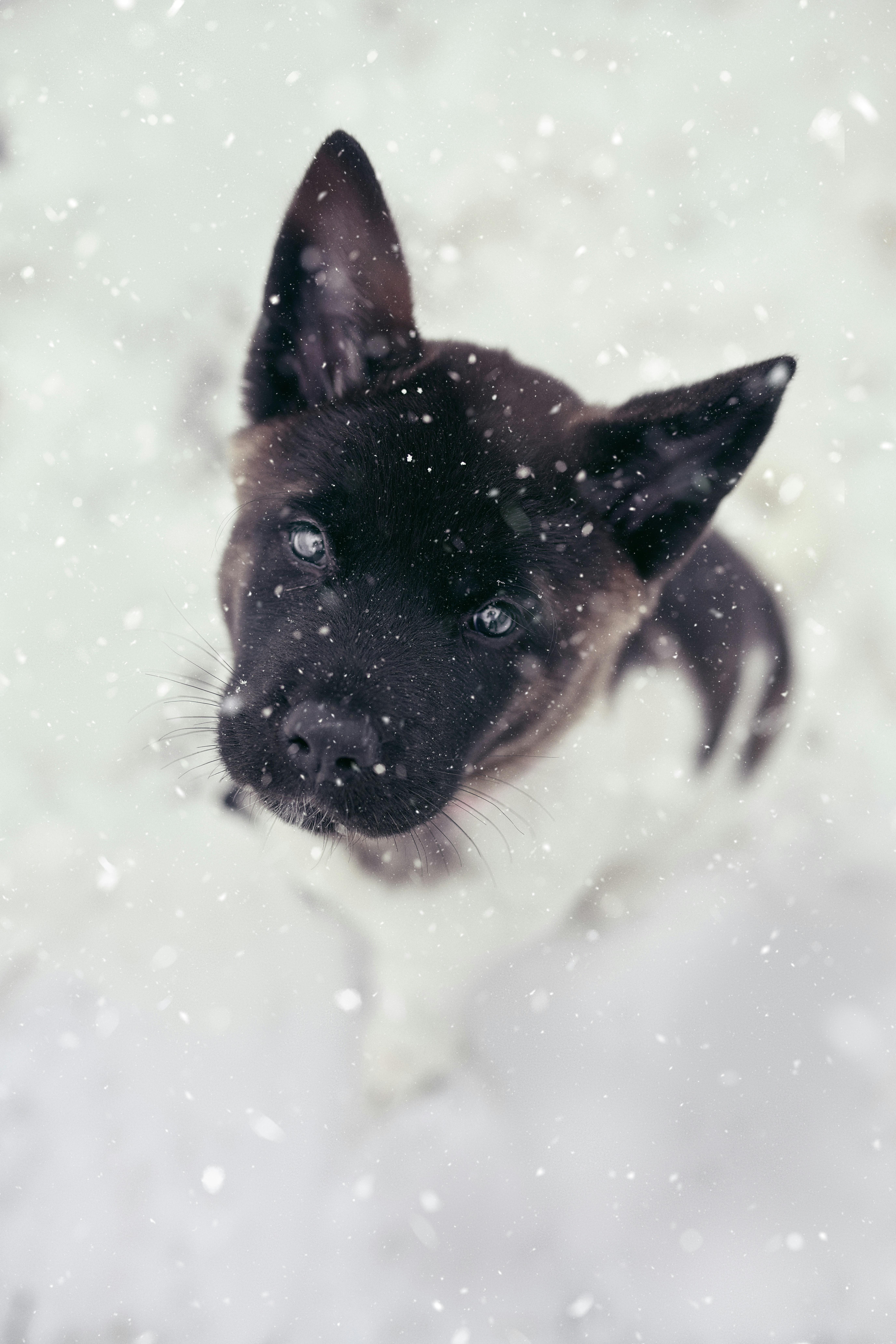 Essential Commands to Teach Your Puppy First