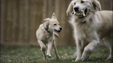 The Best Way to Stop a Dog From Stealing Food