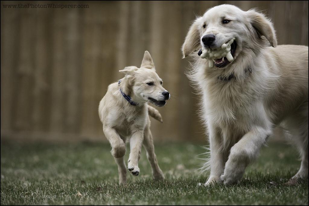 The Best Way to Stop a Dog From Stealing Food