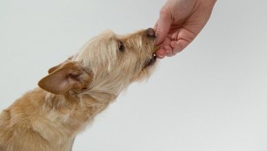 Reward-Based Training: How to Teach Your Dog Basic Commands