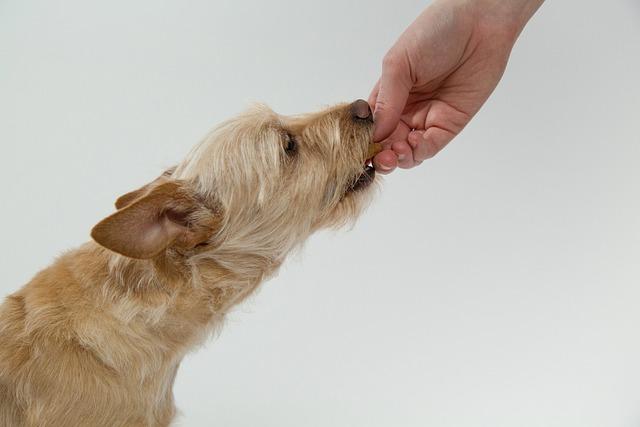 Reward-Based Training: How to Teach Your Dog Basic Commands