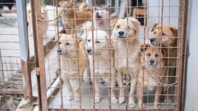 Is Aggression in Rescue Dogs a Training or Genetic Issue