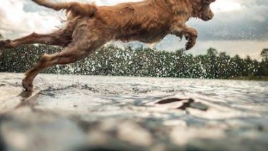 The Best Way to Manage Your Dog’s Jumping Habits