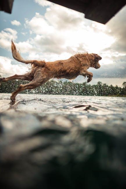 The Best Way to Manage Your Dog’s Jumping Habits