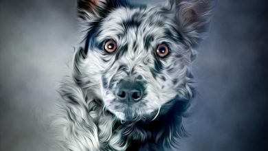 Should Aggressive Breeds Be Handled Differently in Training