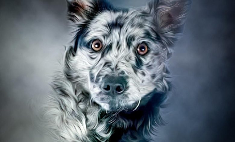 Should Aggressive Breeds Be Handled Differently in Training