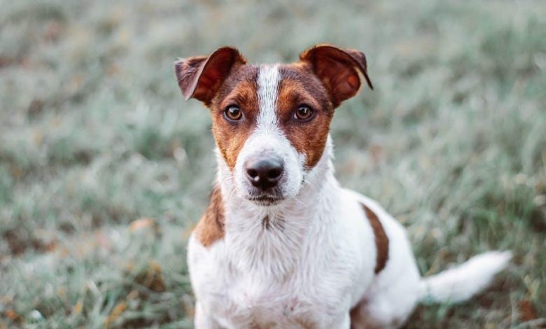 How to Stop Your Dog From Lunging at People During Walks