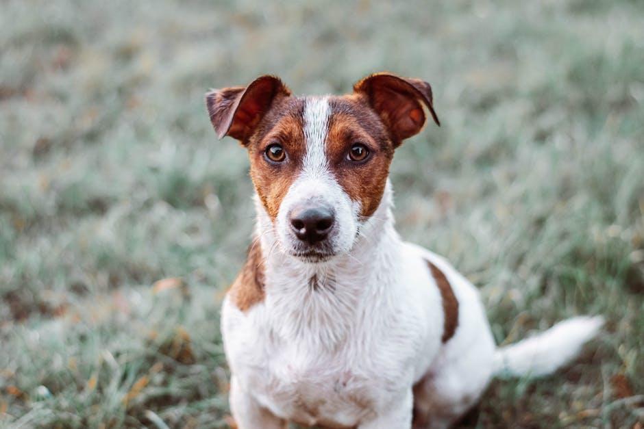 How to Stop Your Dog From Lunging at People During Walks