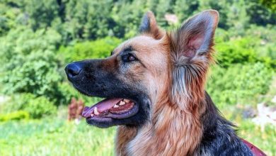 Should Treats Be Given for Basic Obedience in Adult Dogs
