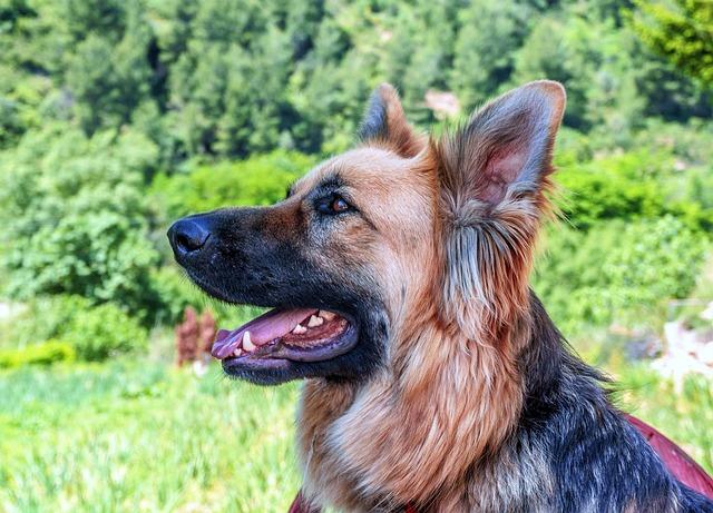 Should Treats Be Given for Basic Obedience in Adult Dogs