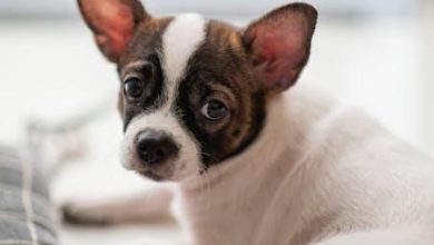 Housebreaking tips for puppies in apartments